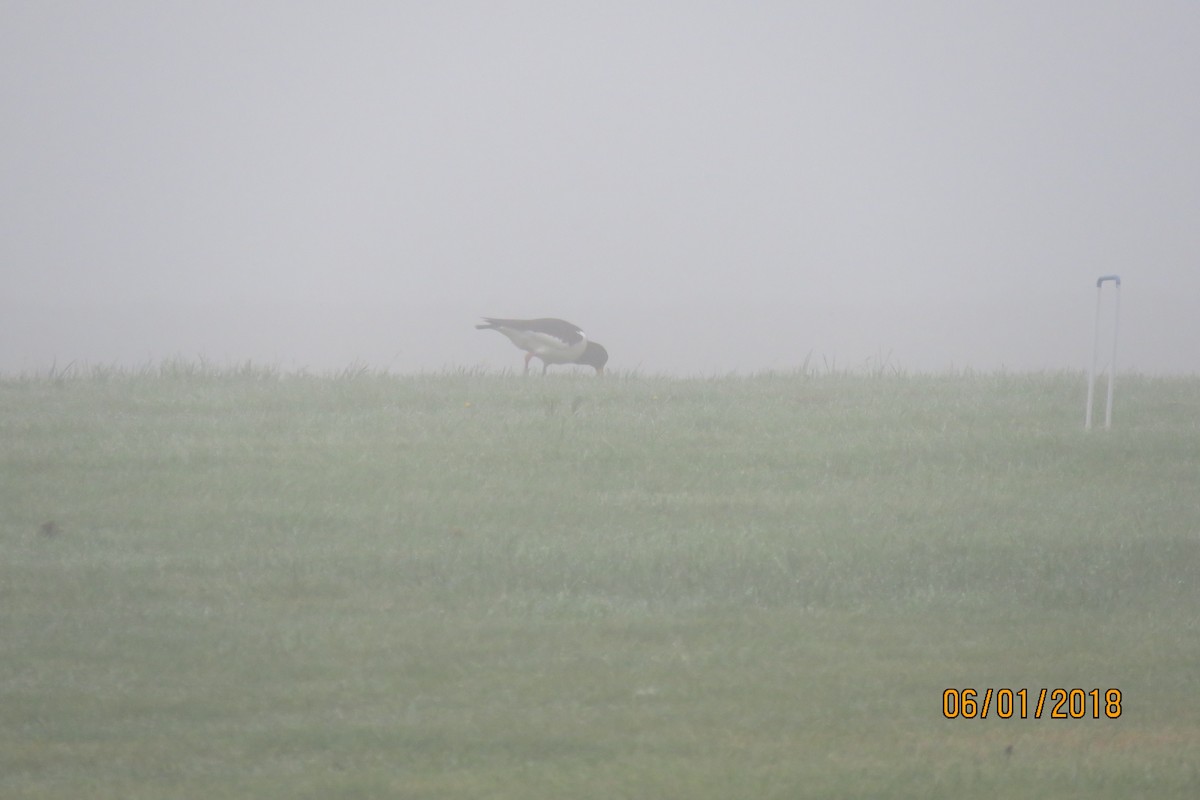 Eurasian Oystercatcher - ML102838851