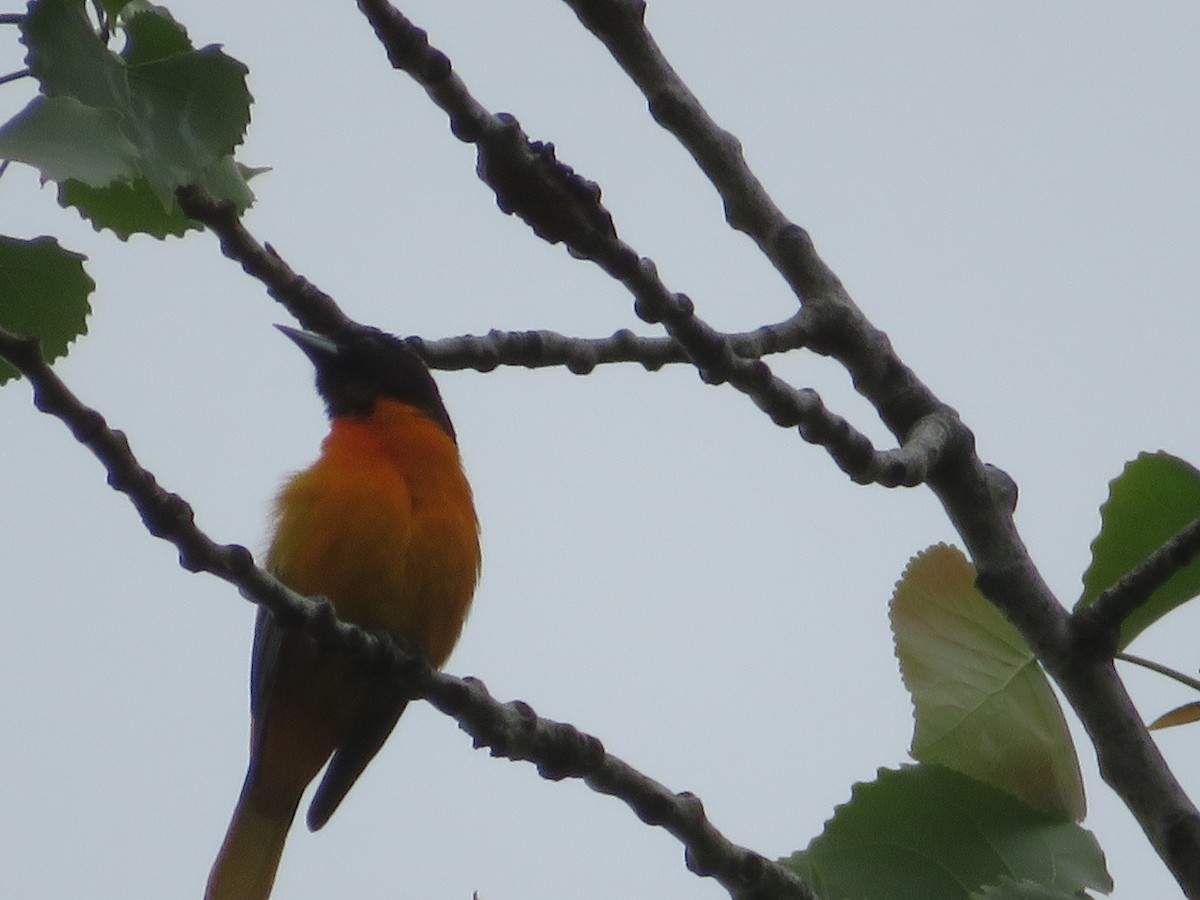 Baltimore Oriole - ML102839091