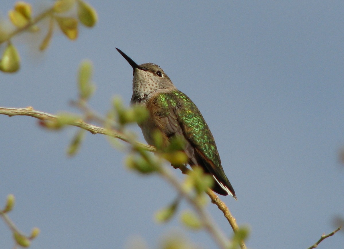 Broad-tailed Hummingbird - ML102840111