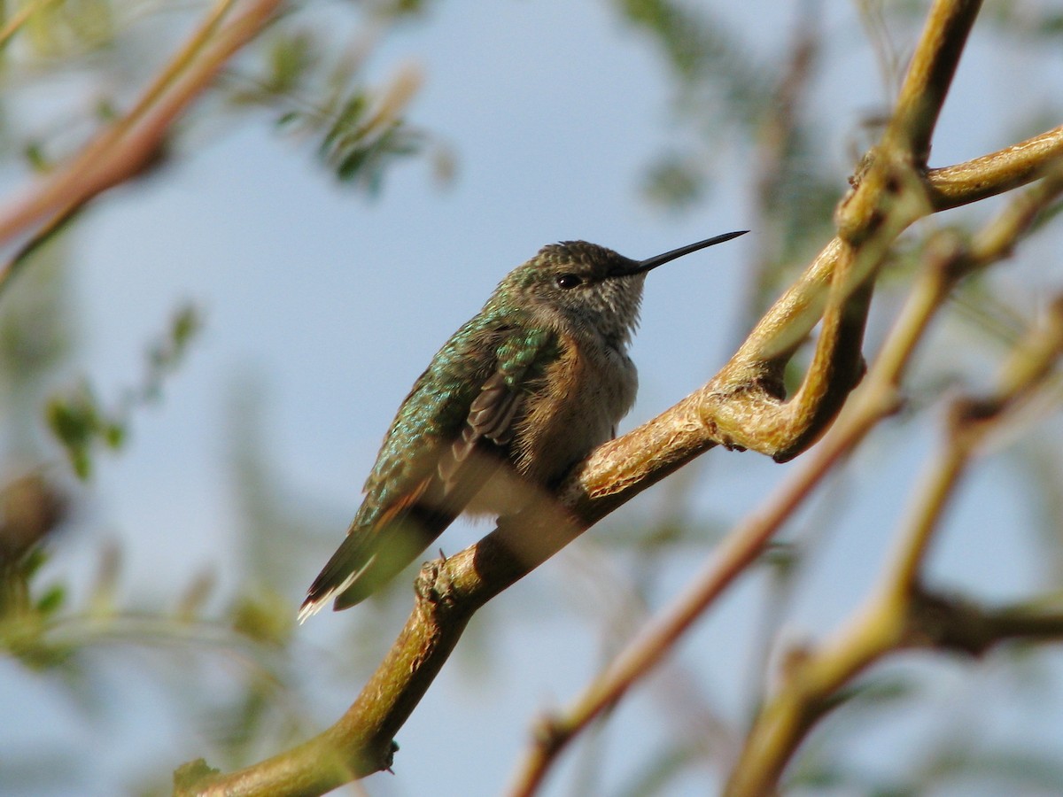 Broad-tailed Hummingbird - ML102840141