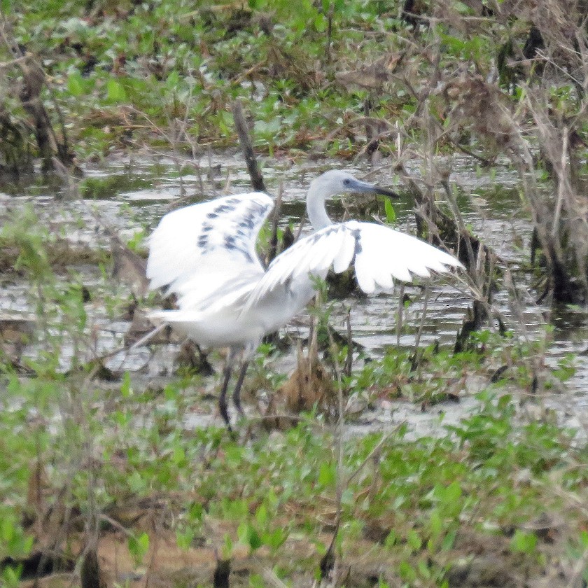 Little Blue Heron - ML102840211