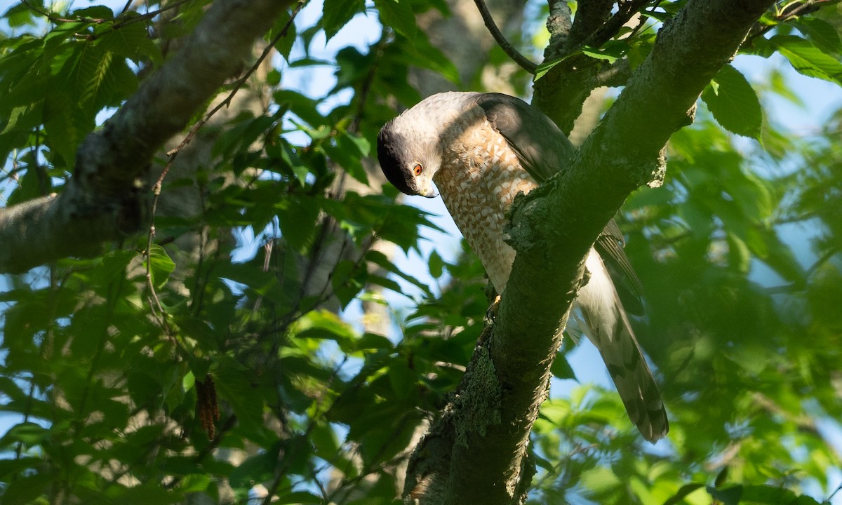 Cooper's Hawk - Brad Heath