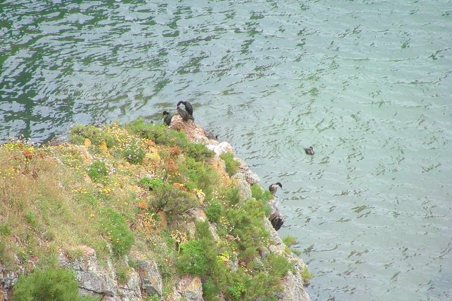 European Shag - ML102844271