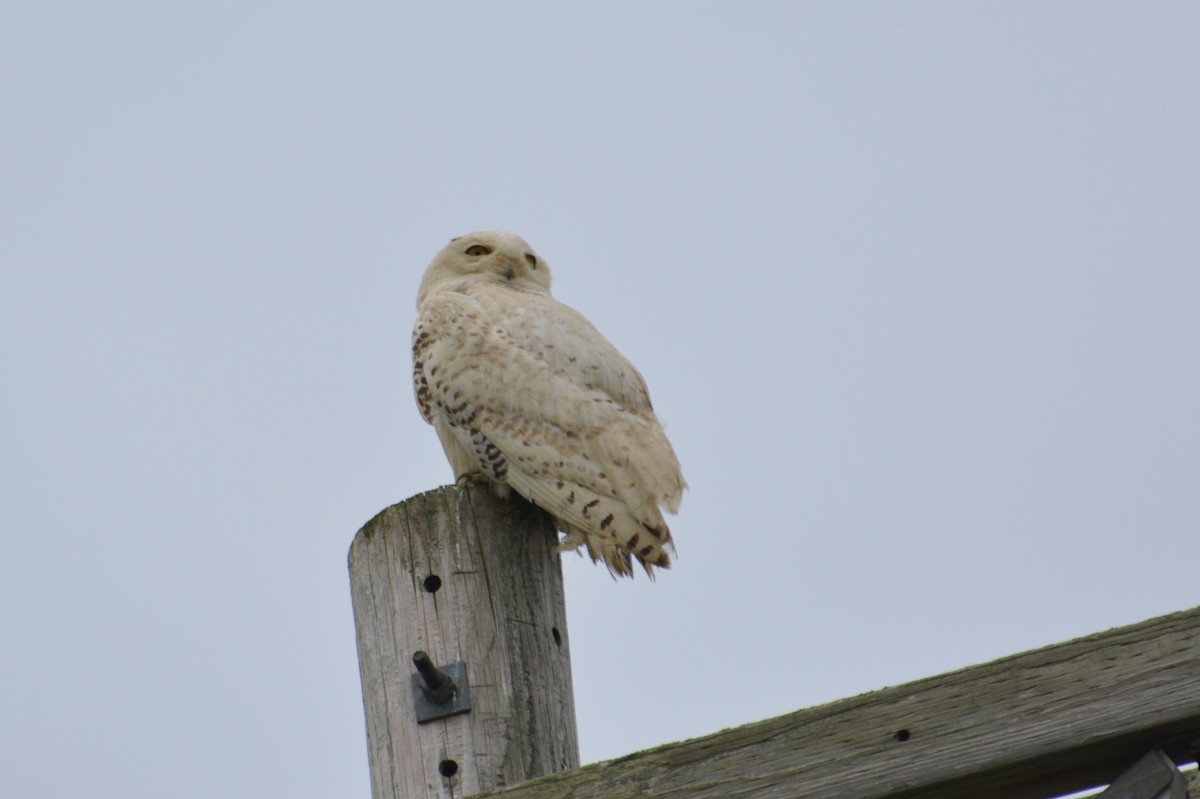 Snowy Owl - ML102844641