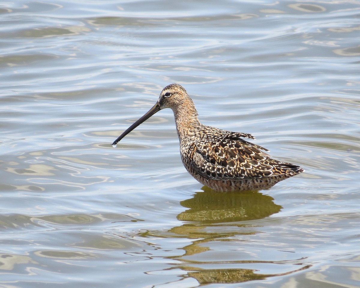 Long-billed Dowitcher - ML102844761