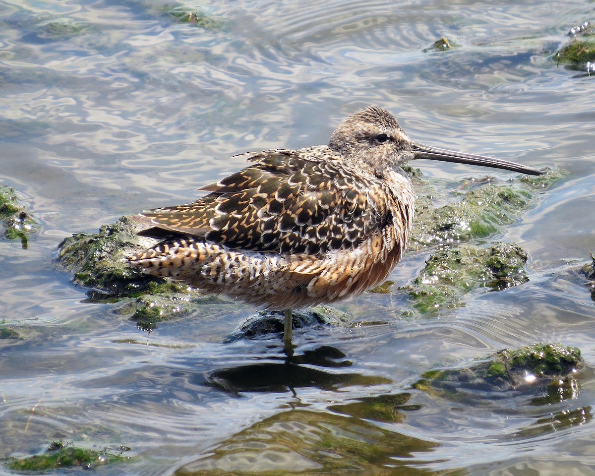 Long-billed Dowitcher - ML102844781