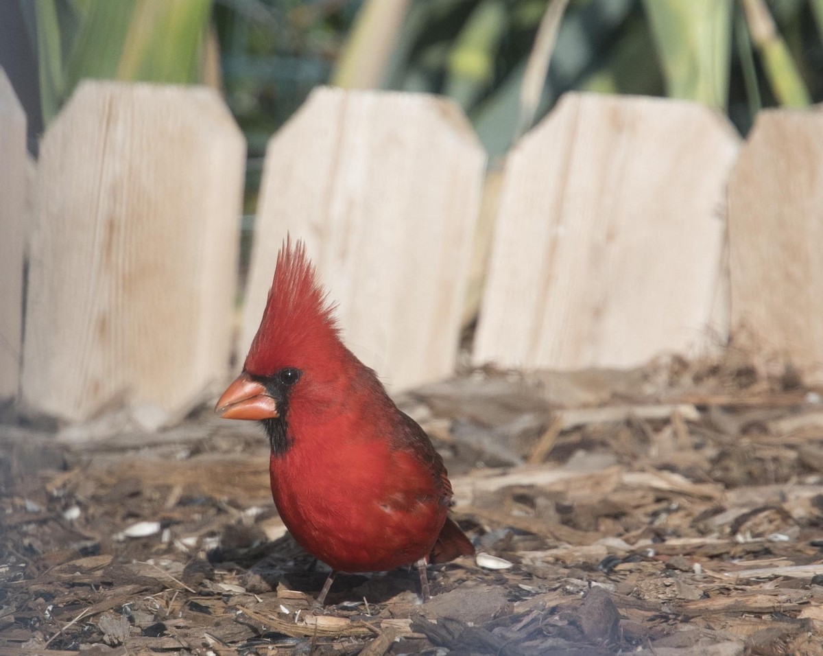 Northern Cardinal - ML102845701