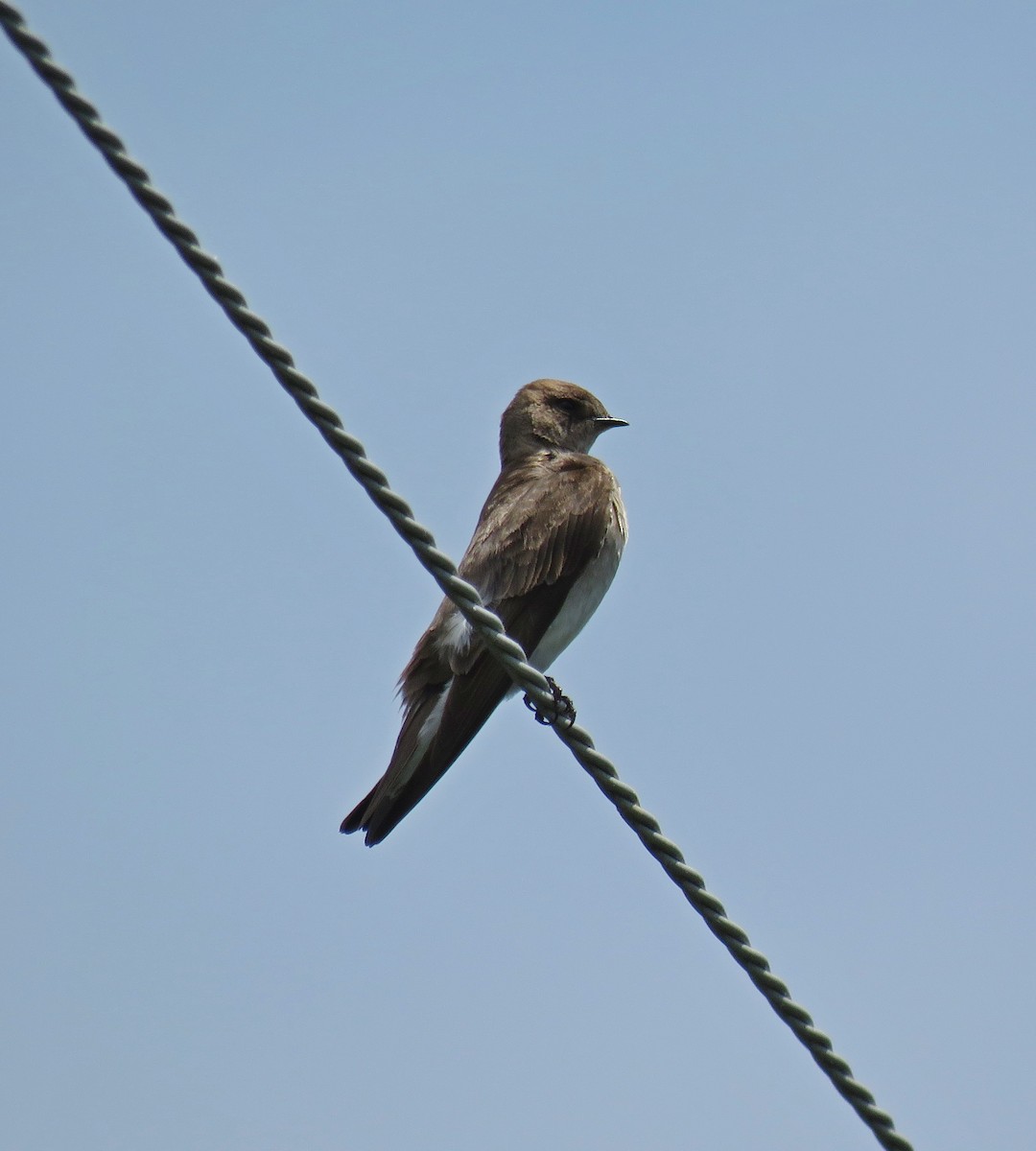 Hirondelle à ailes hérissées - ML102847861
