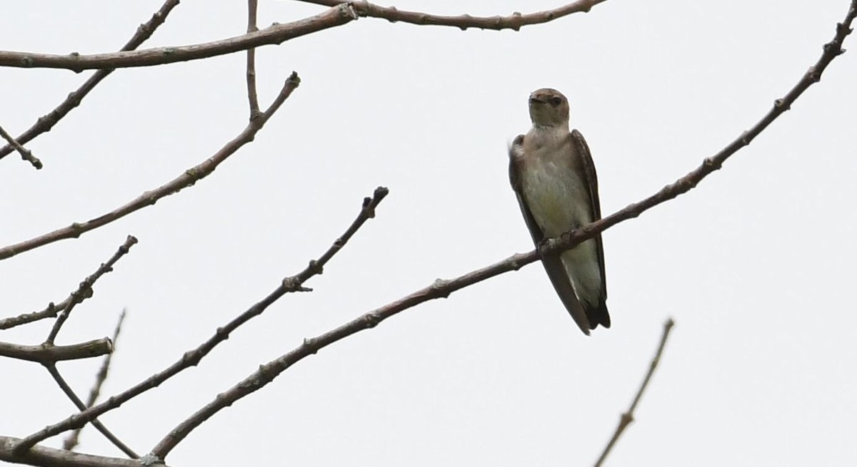 Northern Rough-winged Swallow - Barry Blust