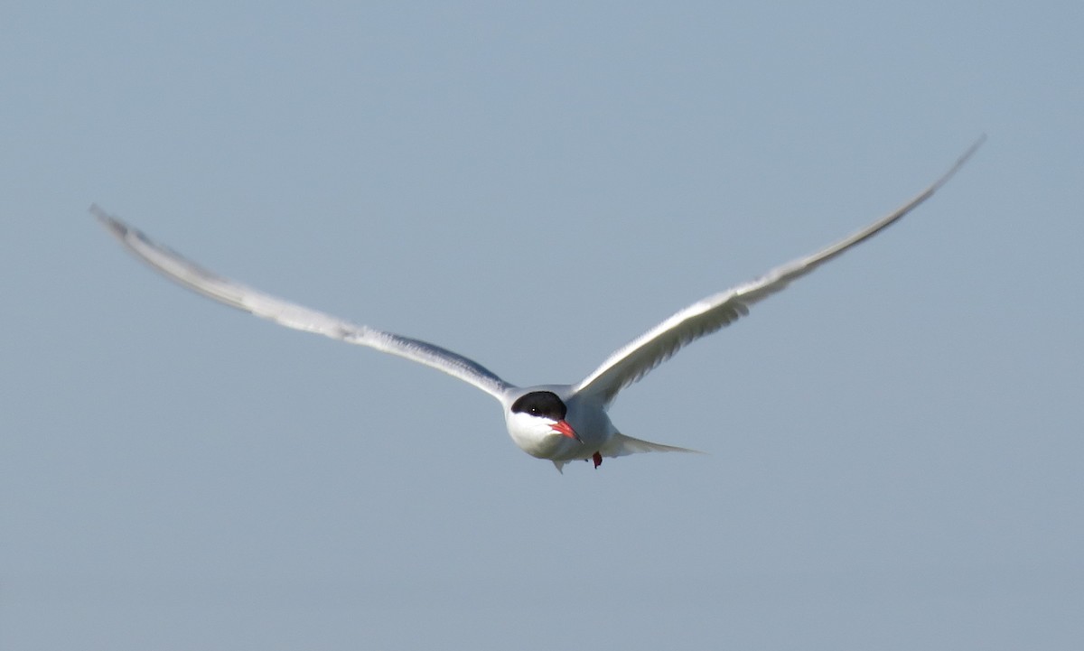 Common Tern - Kathryn Clouston
