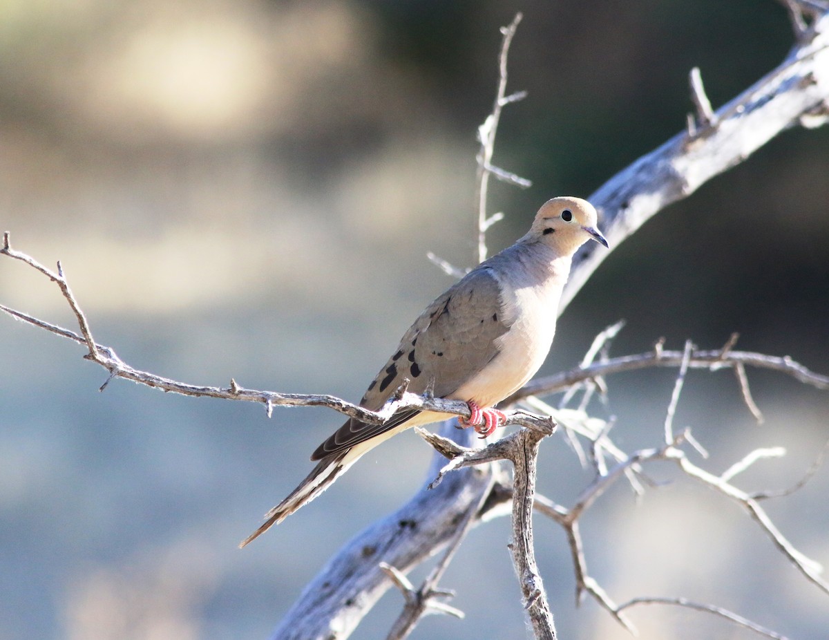 Mourning Dove - ML102849531