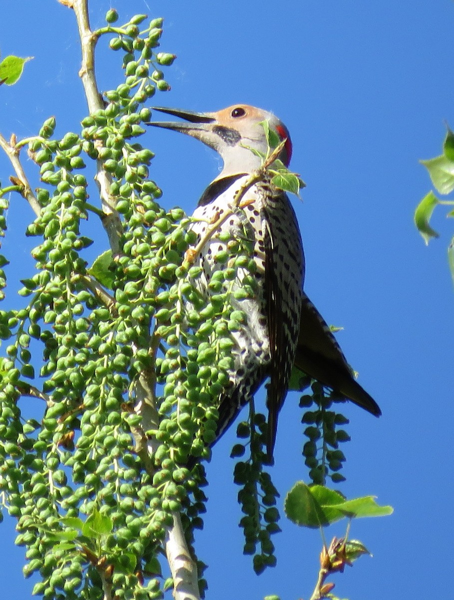 Northern Flicker (Yellow-shafted) - ML102850341