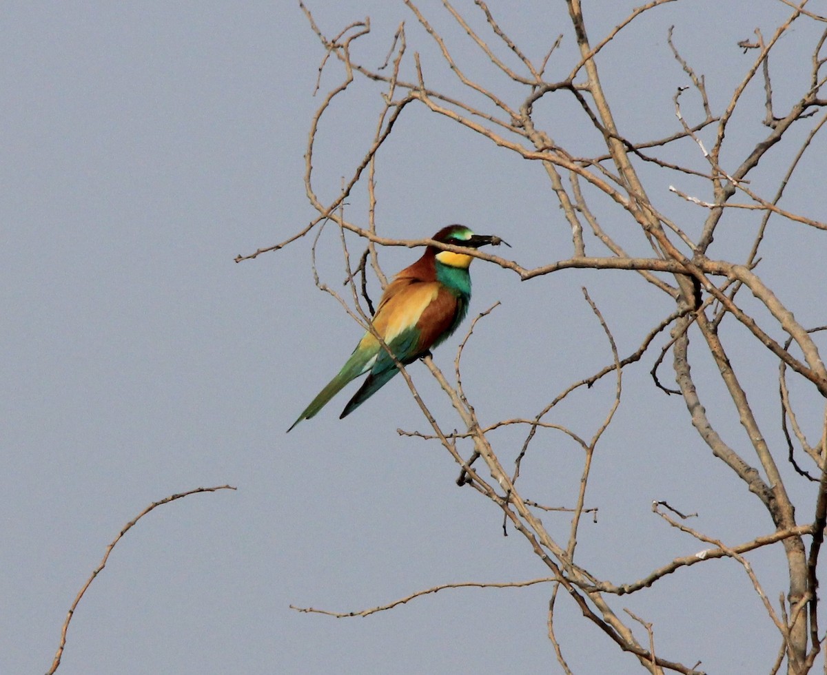 European Bee-eater - Jim Bowman