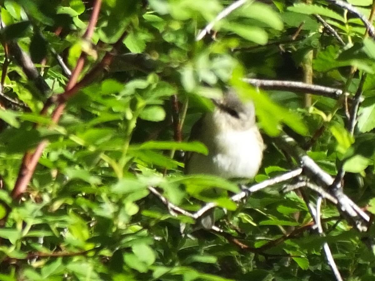 Ötücü Vireo - ML102851411