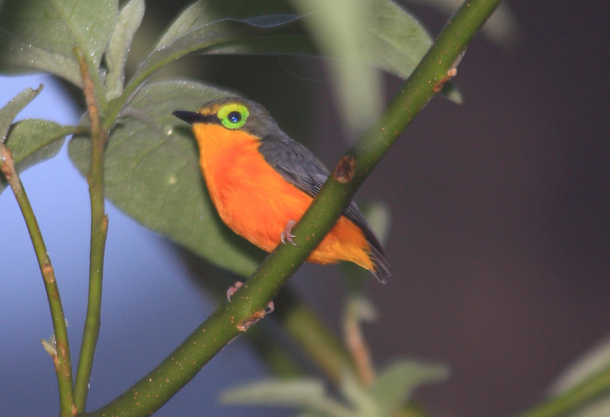 Batis Carunculado Ventrigualdo (ansorgei) - ML102852951