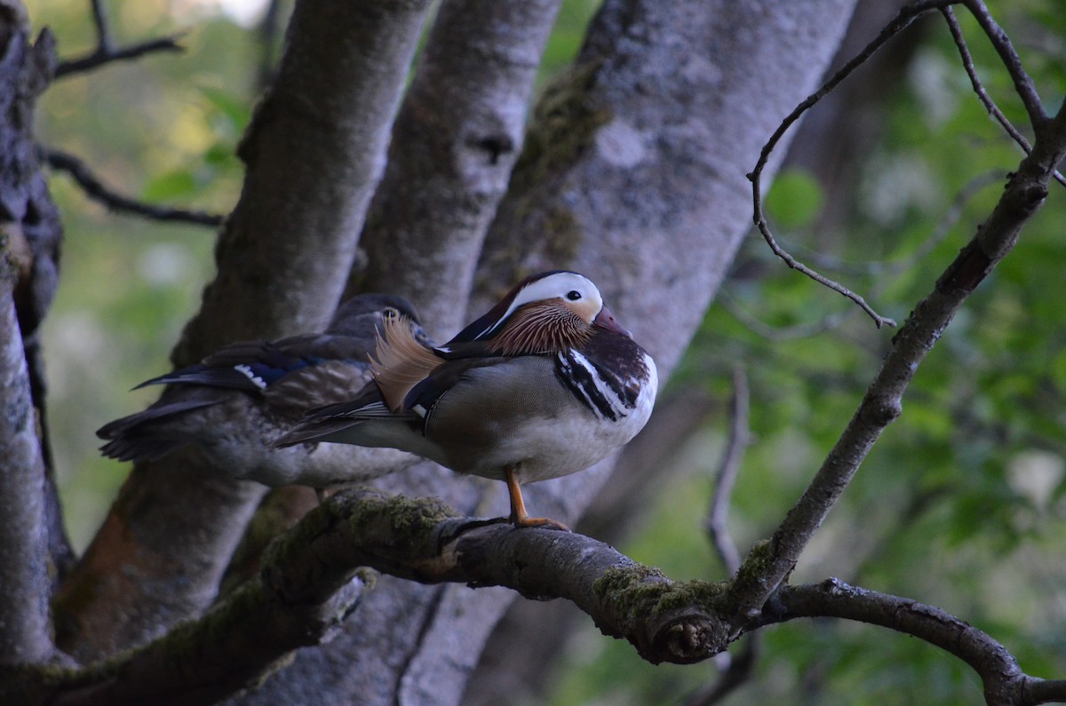 מנדרין סיני - ML102853271