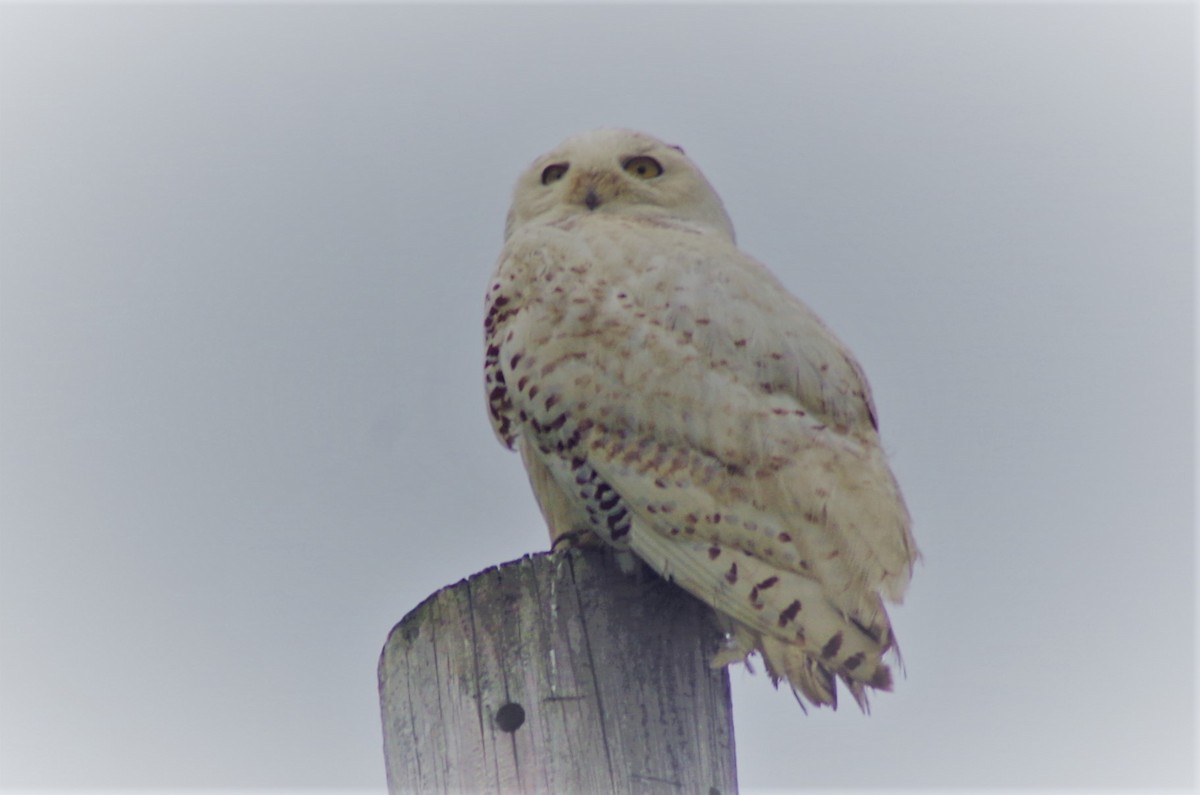 Snowy Owl - ML102854501