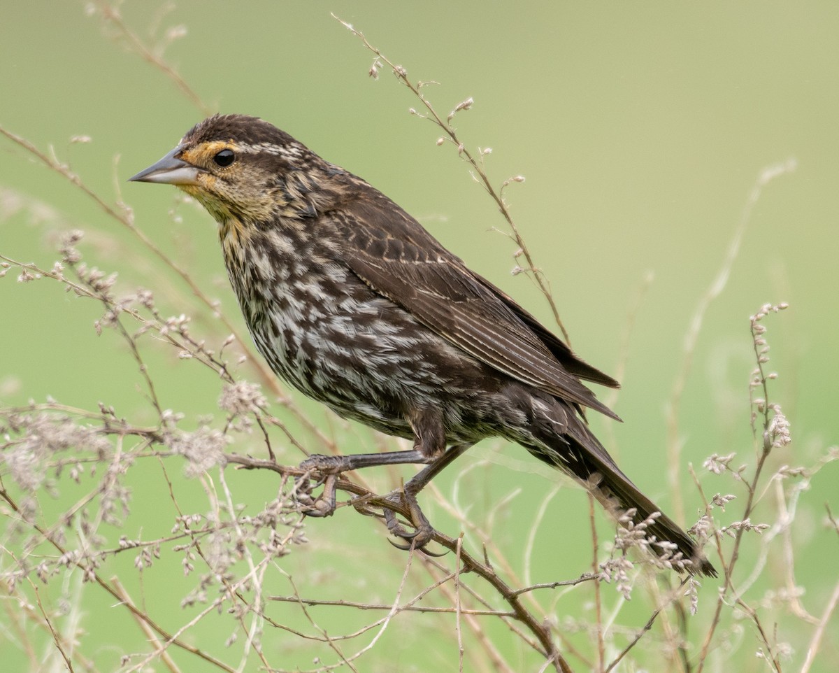Red-winged Blackbird - Andy P