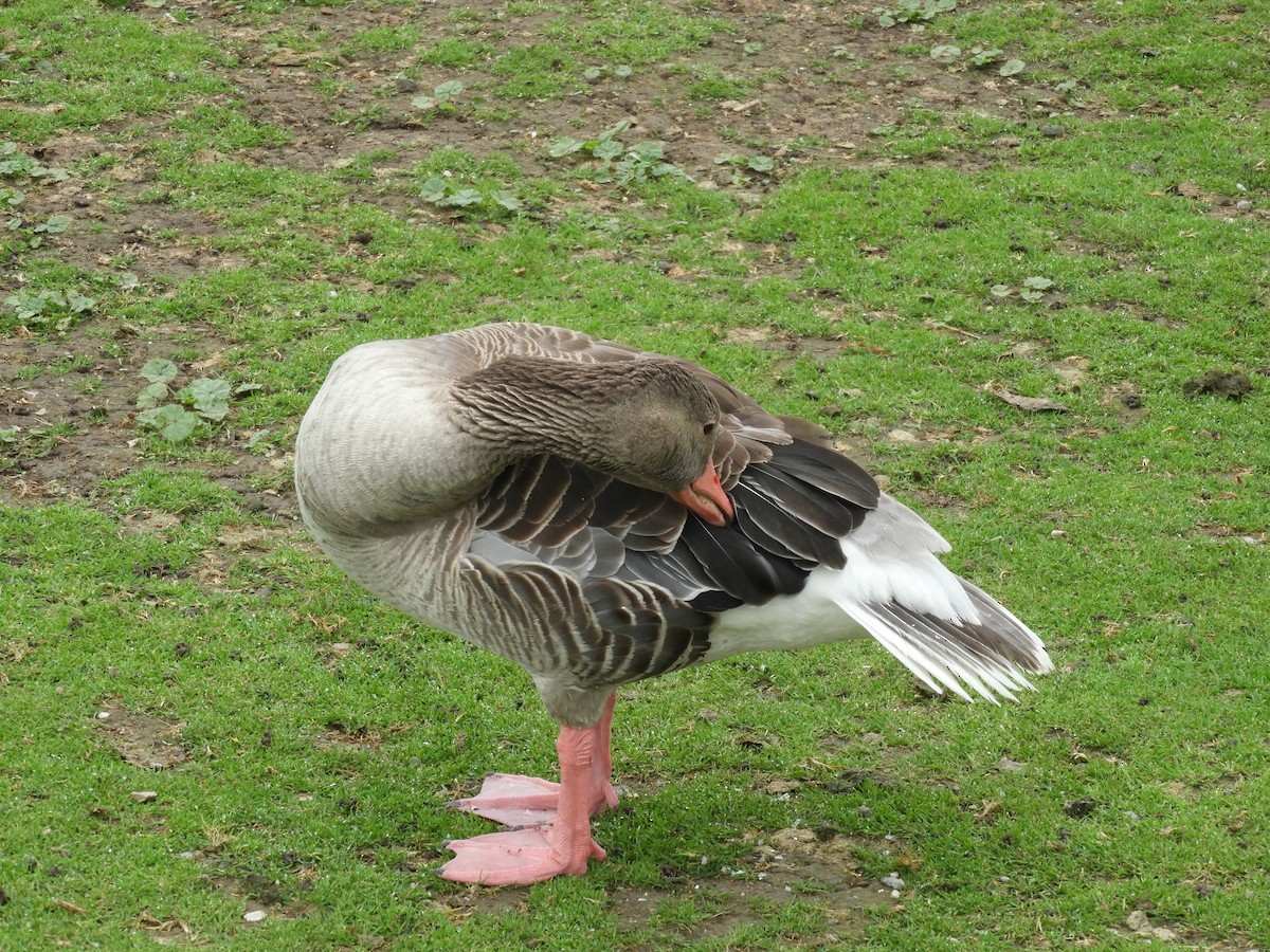 Graylag Goose - Peter Bohn