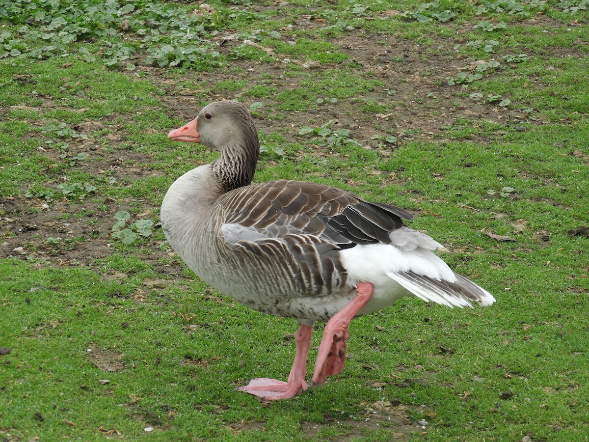 Graylag Goose - Peter Bohn