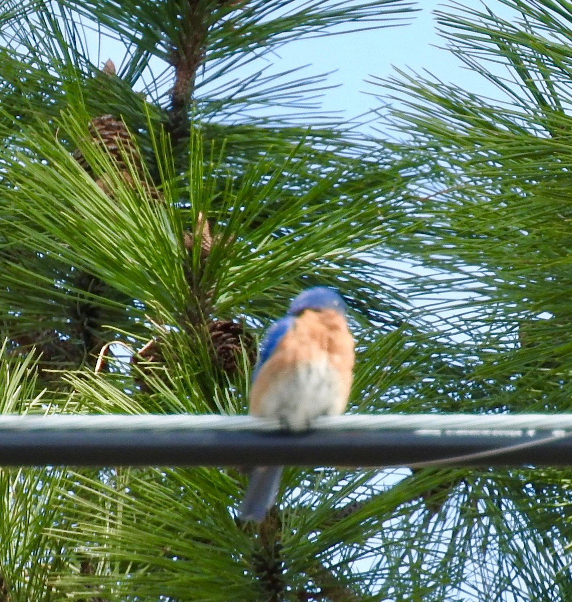 Western Bluebird - Bob Livsey