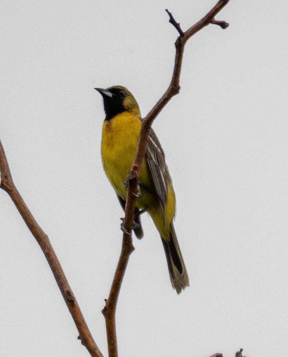 Orchard Oriole - Andy P