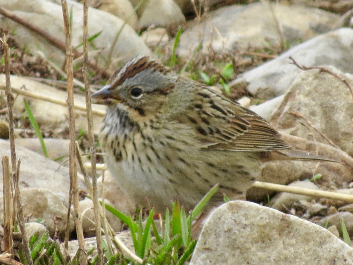 Lincoln's Sparrow - ML102857211