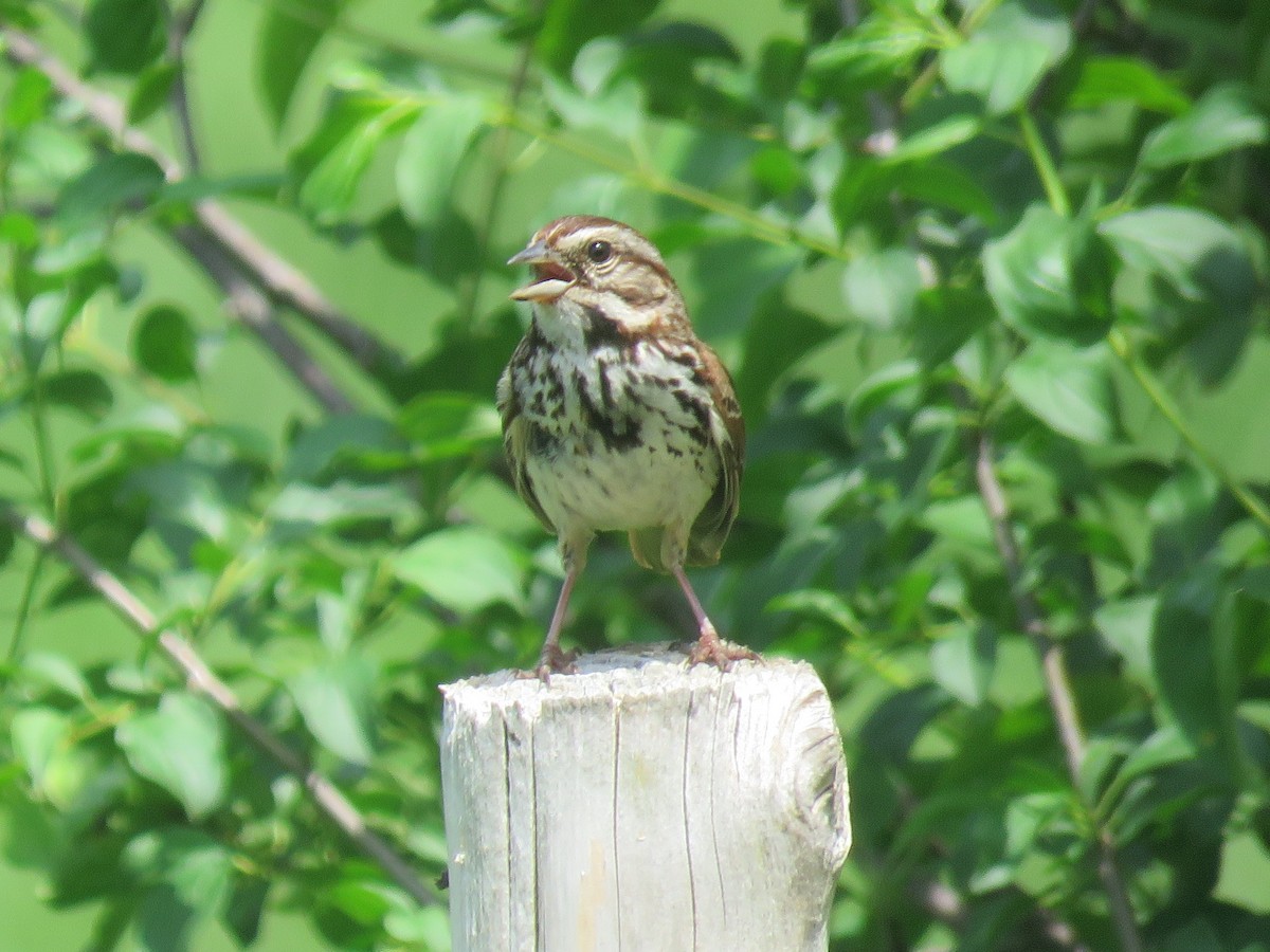 Song Sparrow - ML102858811