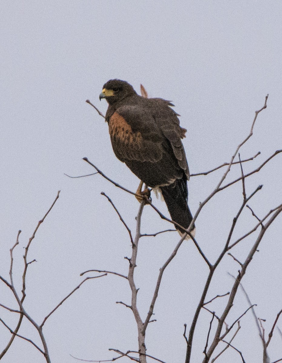 Harris's Hawk - ML102862621