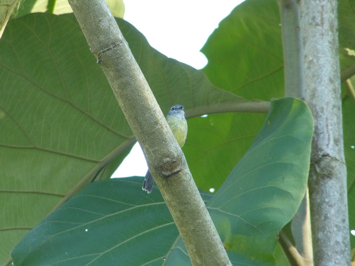 Empidonax sp. - ML102866591