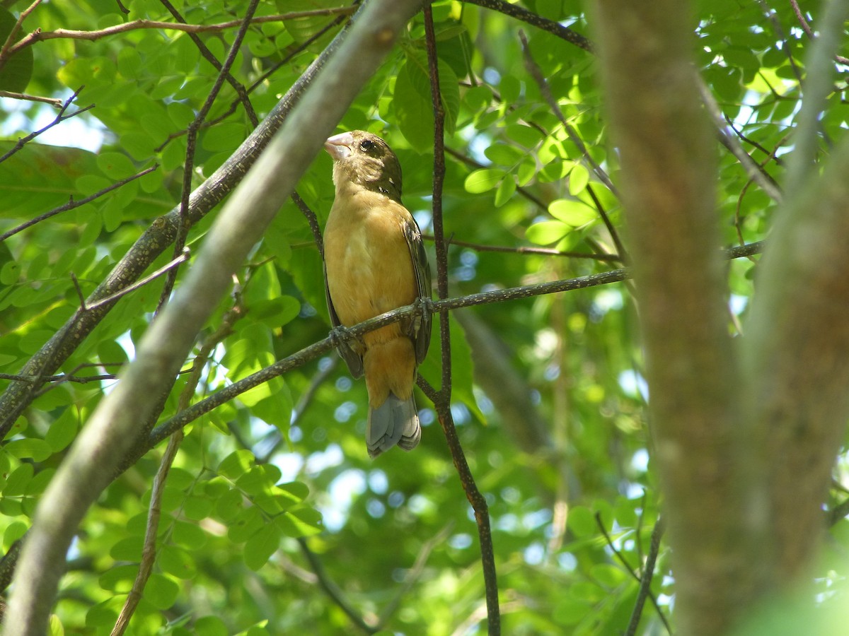 Sporophila sp. - ML102867171