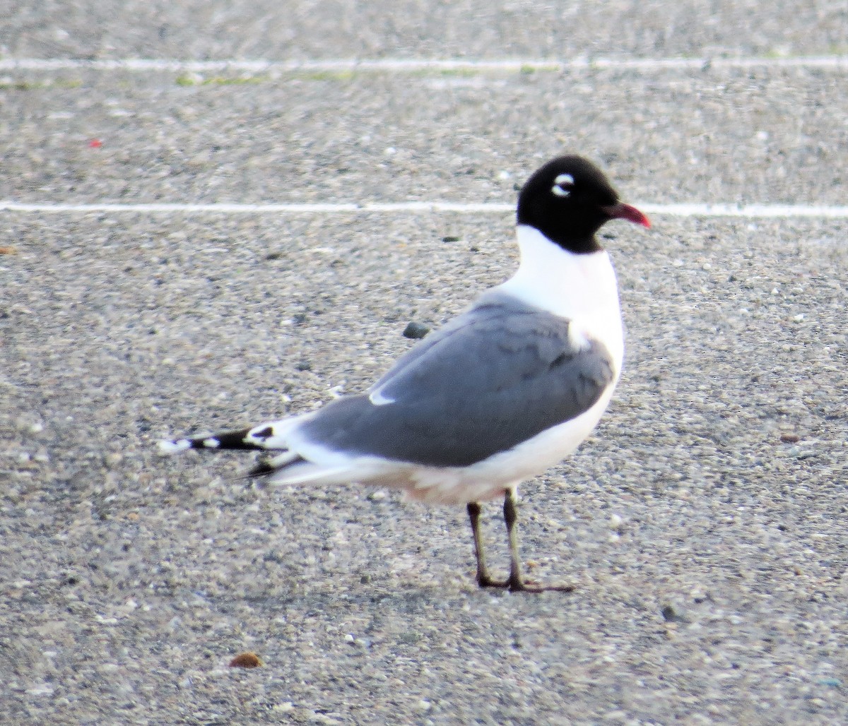 Franklin's Gull - ML102867831