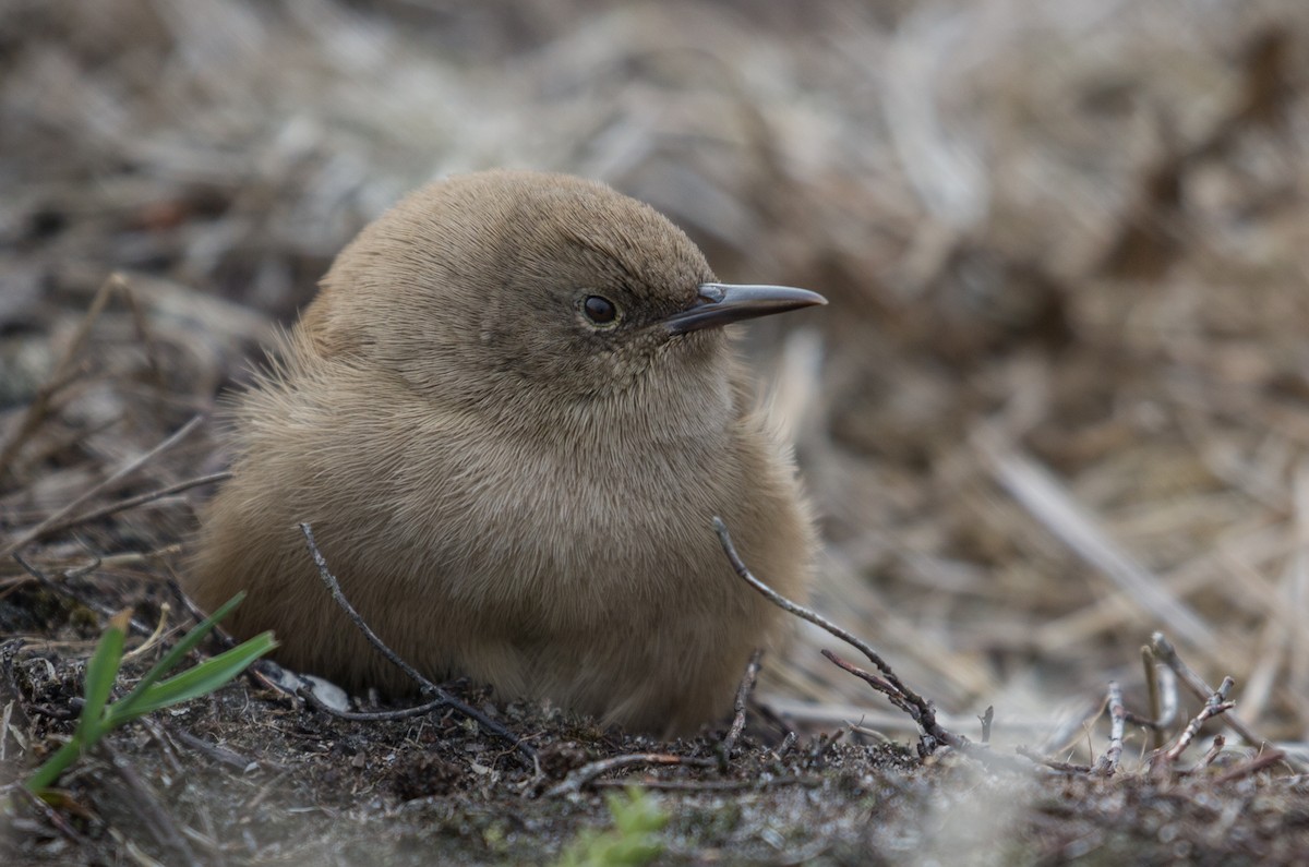 Cobb's Wren - ML102868181