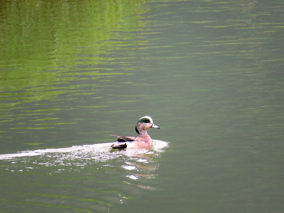 American Wigeon - ML102869391