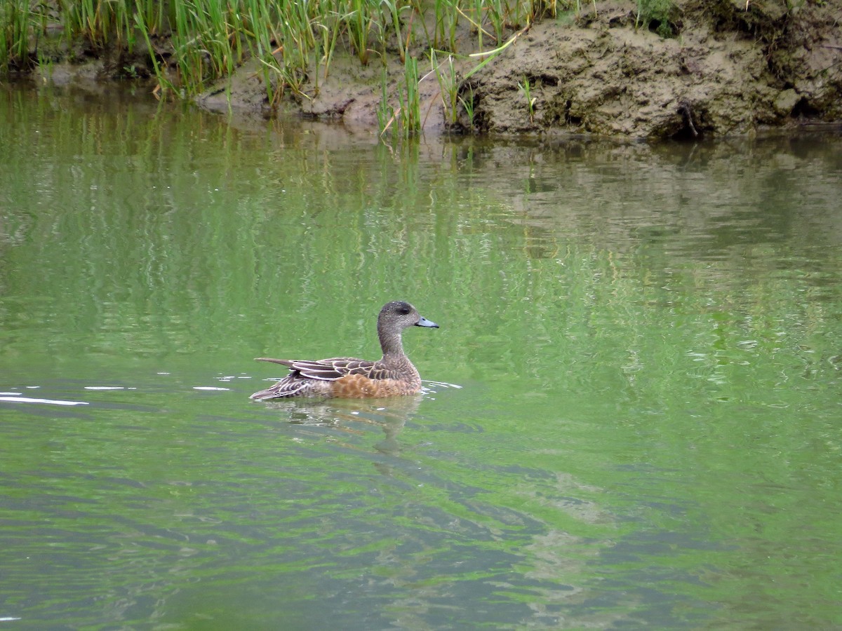 American Wigeon - ML102869401