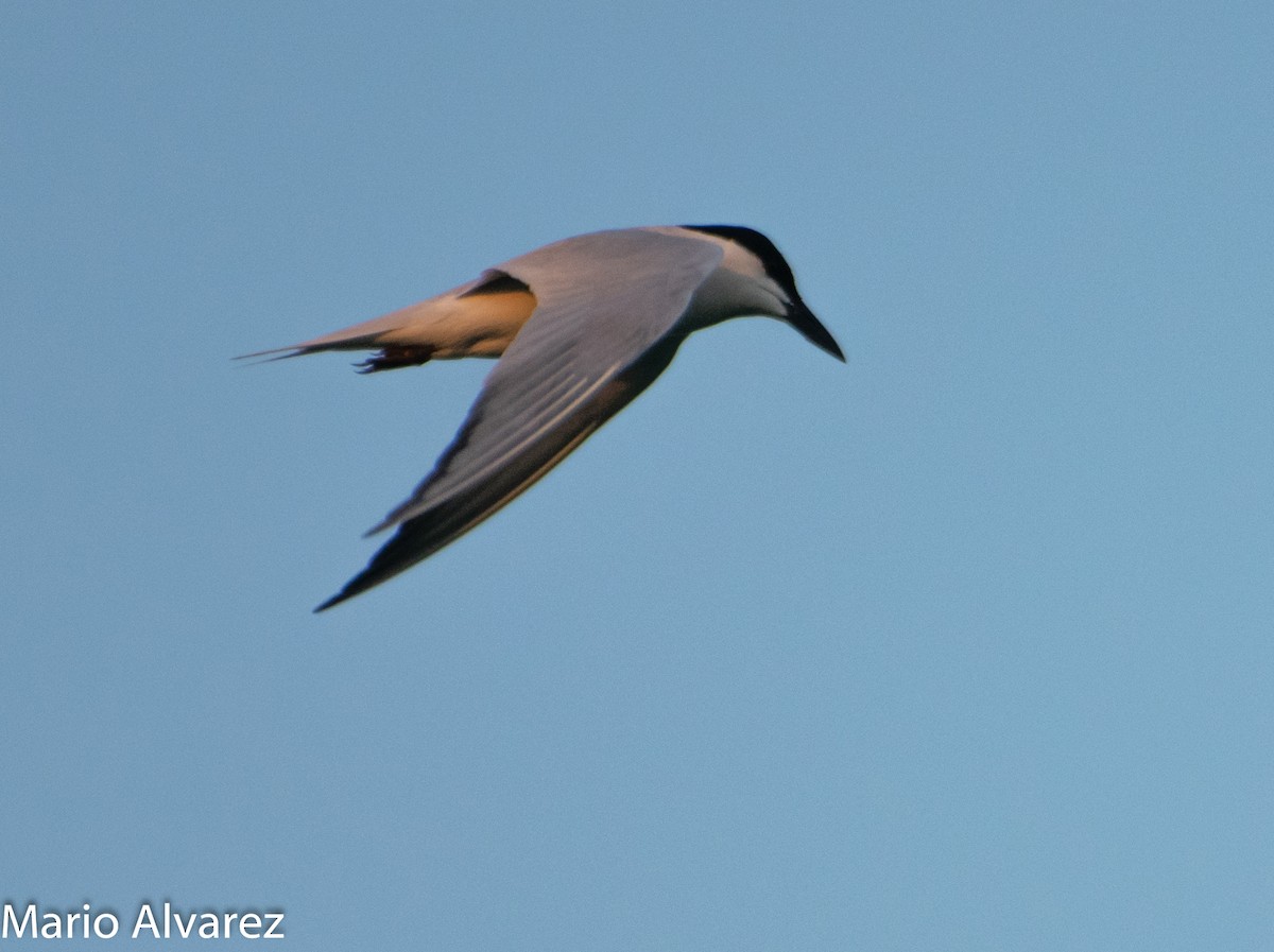 Gull-billed Tern - ML102871021