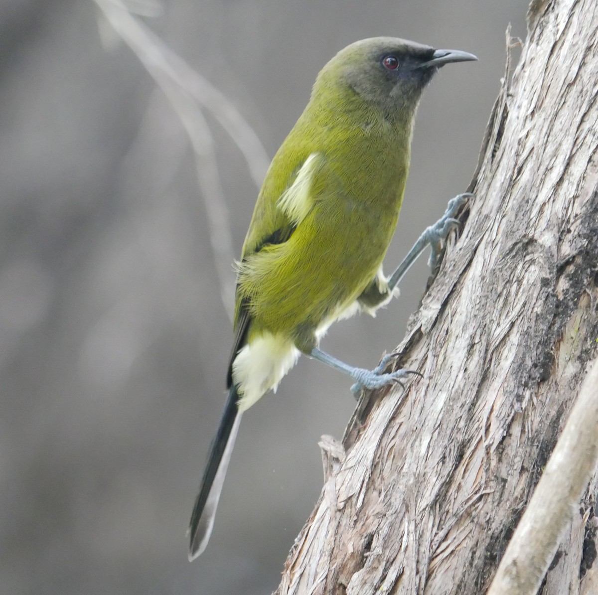 New Zealand Bellbird - ML102874891