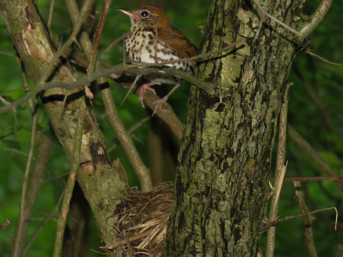 Wood Thrush - ML102877651