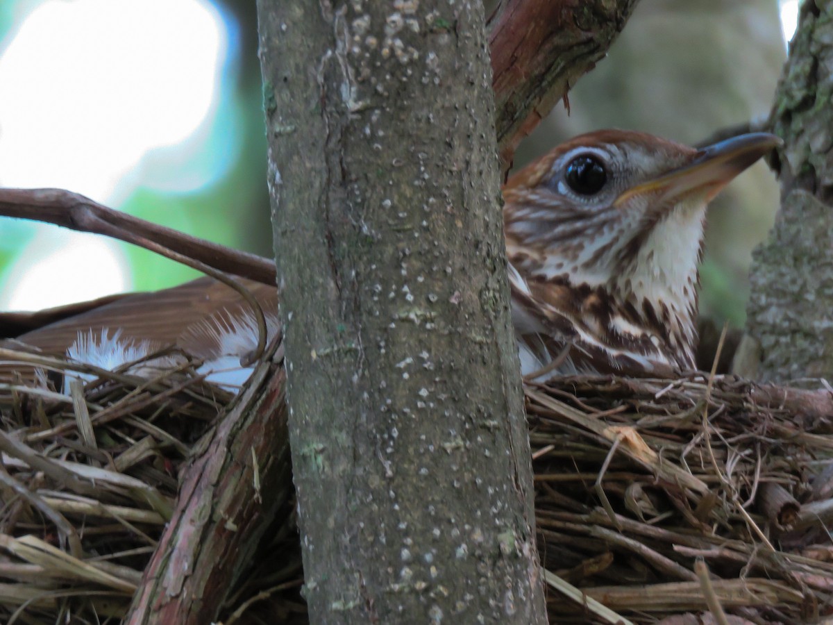 Wood Thrush - ML102877671