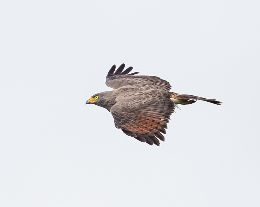 Roadside Hawk - ML102879731