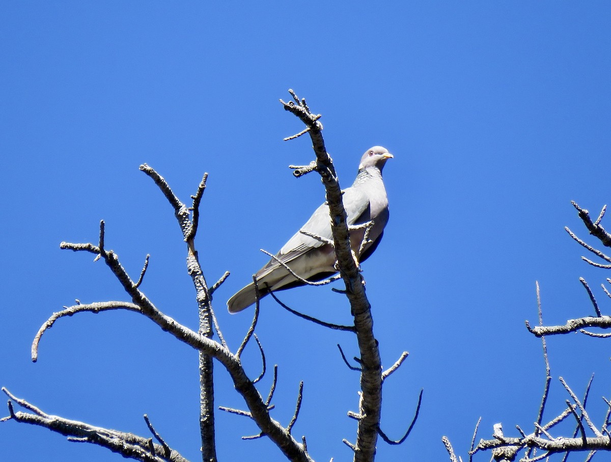 Band-tailed Pigeon - ML102880211