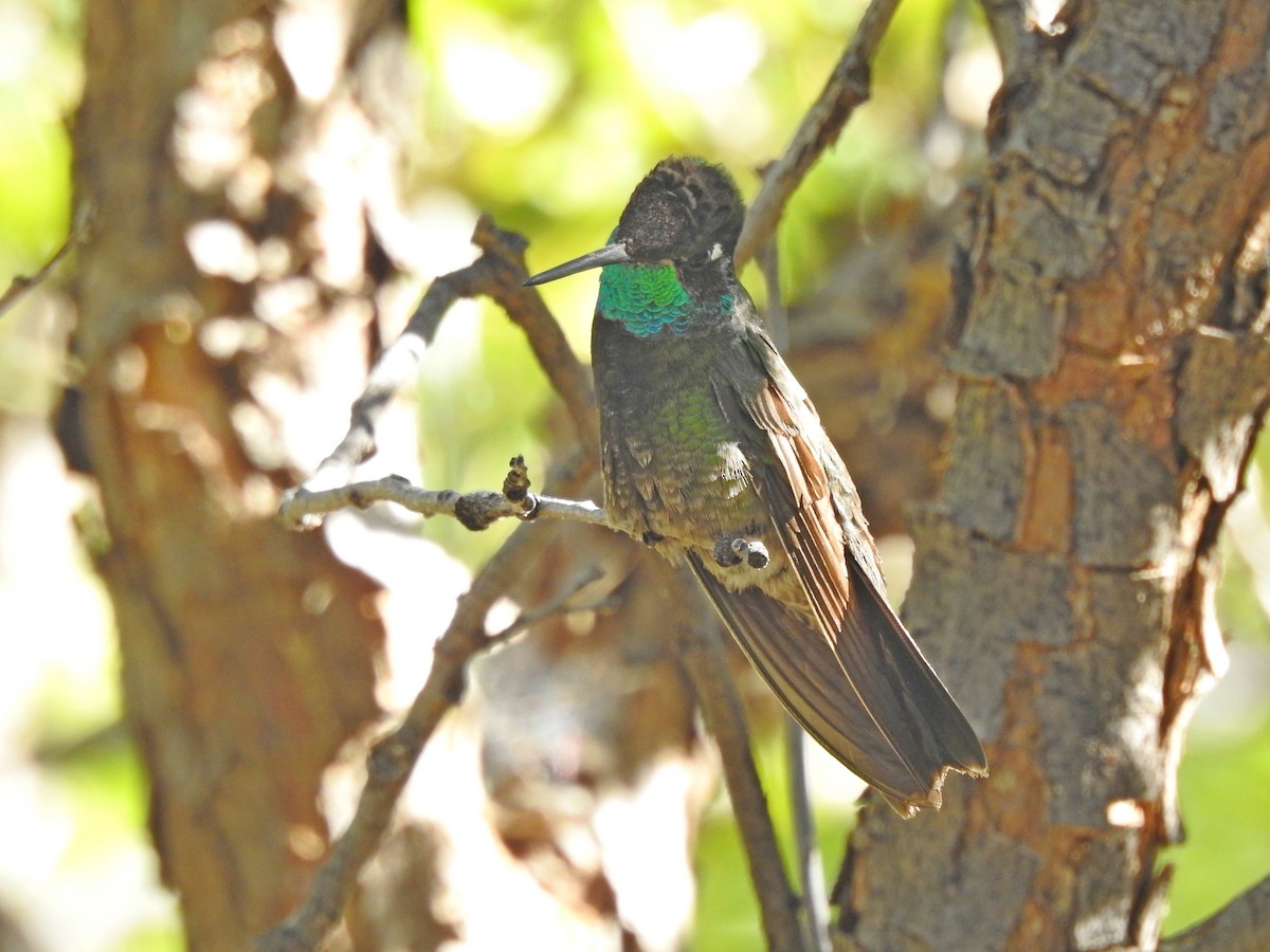 Rivoli's Hummingbird - ML102880281