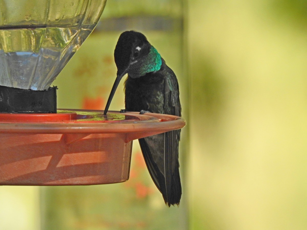 Rivoli's Hummingbird - ML102880341