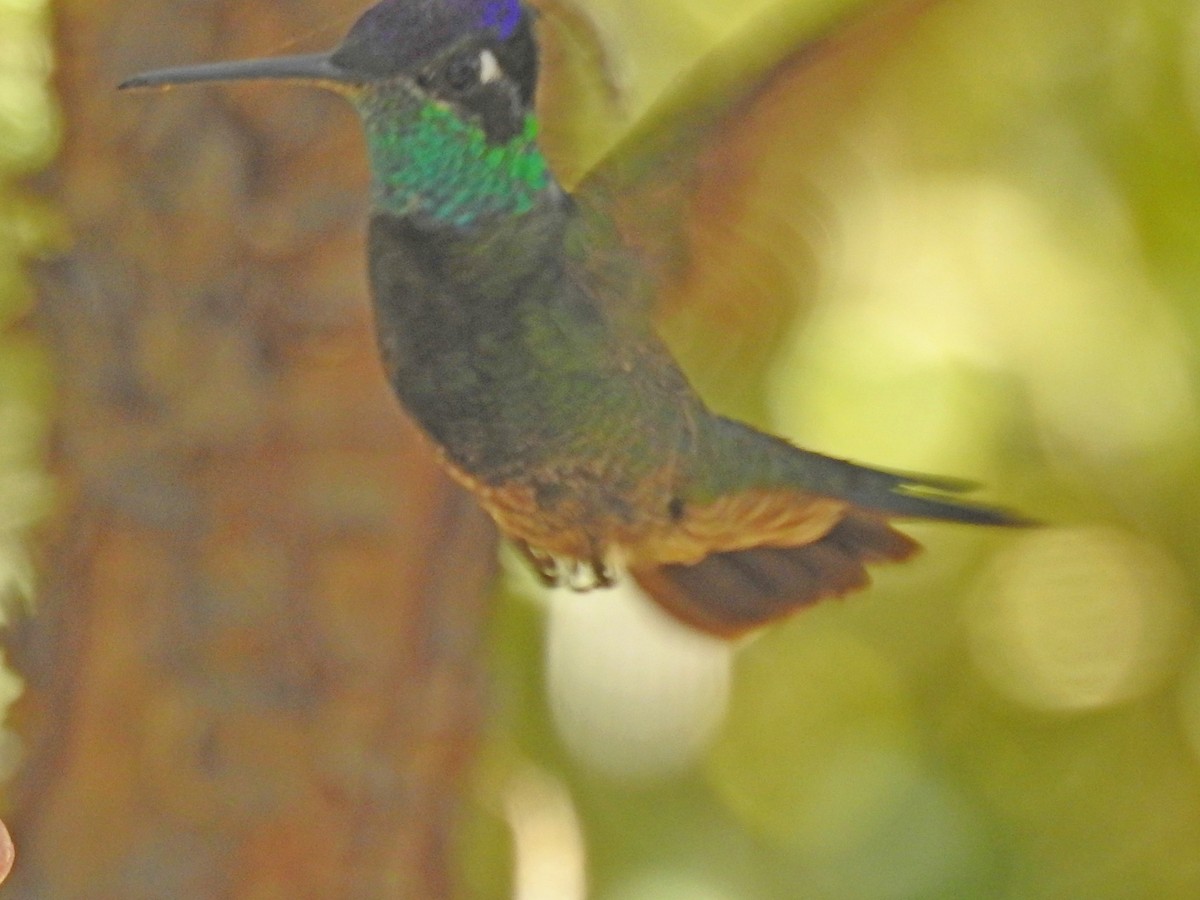 Rivoli's Hummingbird - ML102880351