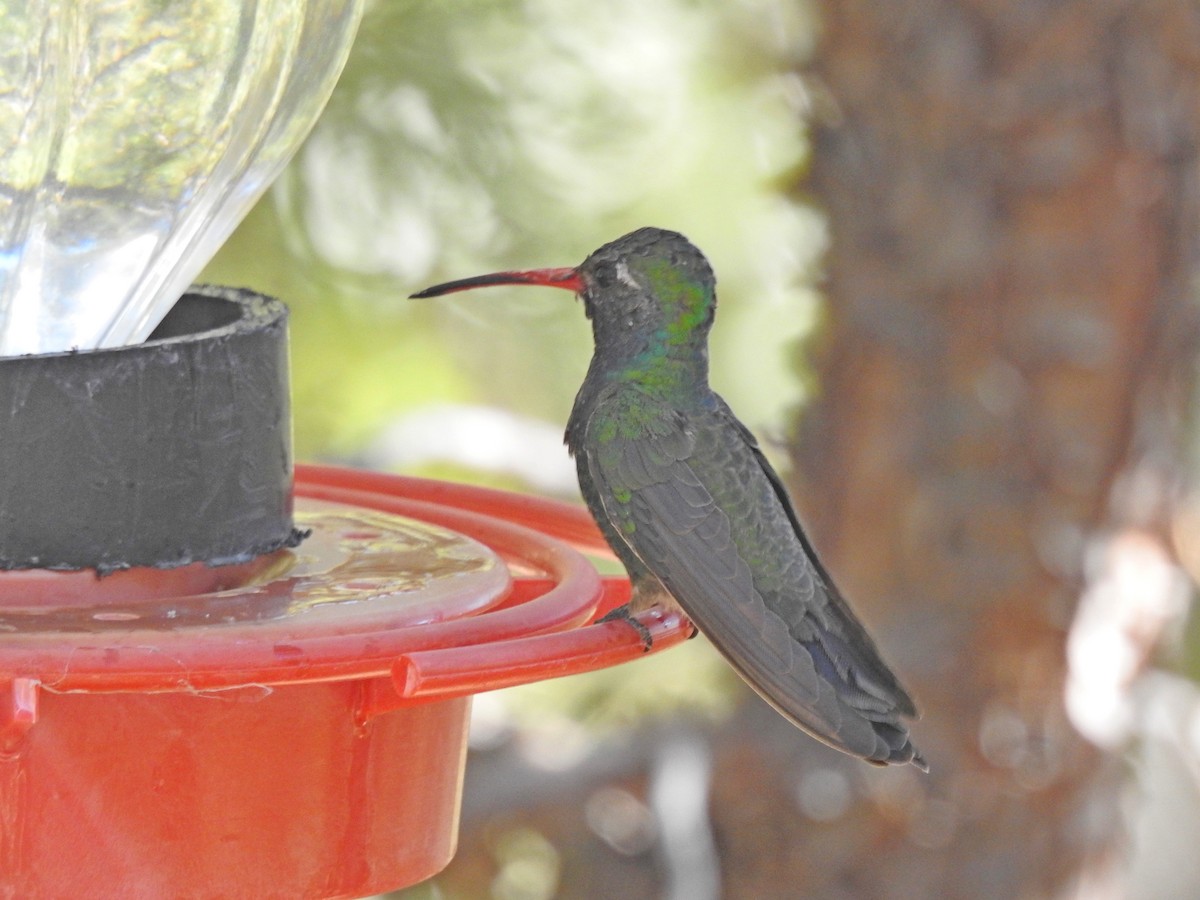 Broad-billed Hummingbird - ML102880951