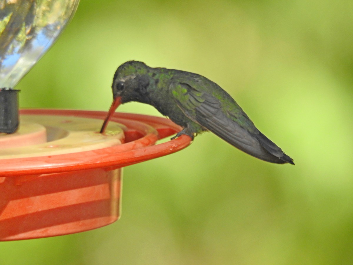 Broad-billed Hummingbird - Bill Ypsilantis