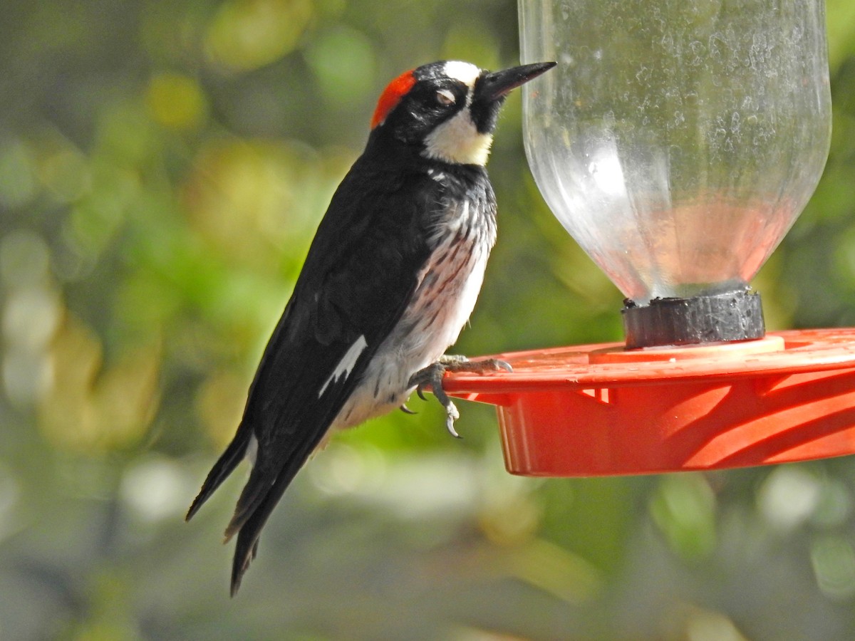 Acorn Woodpecker - ML102881351