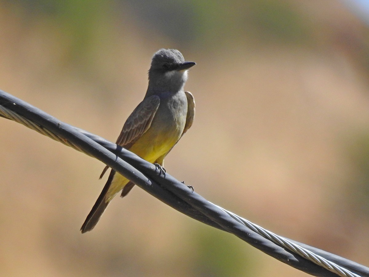 Cassin's Kingbird - ML102881561