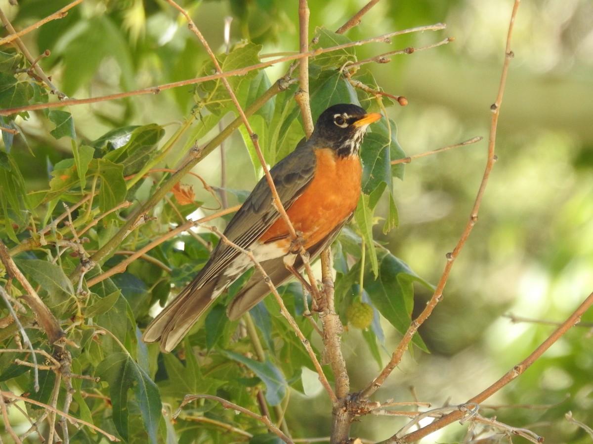 American Robin - ML102881681