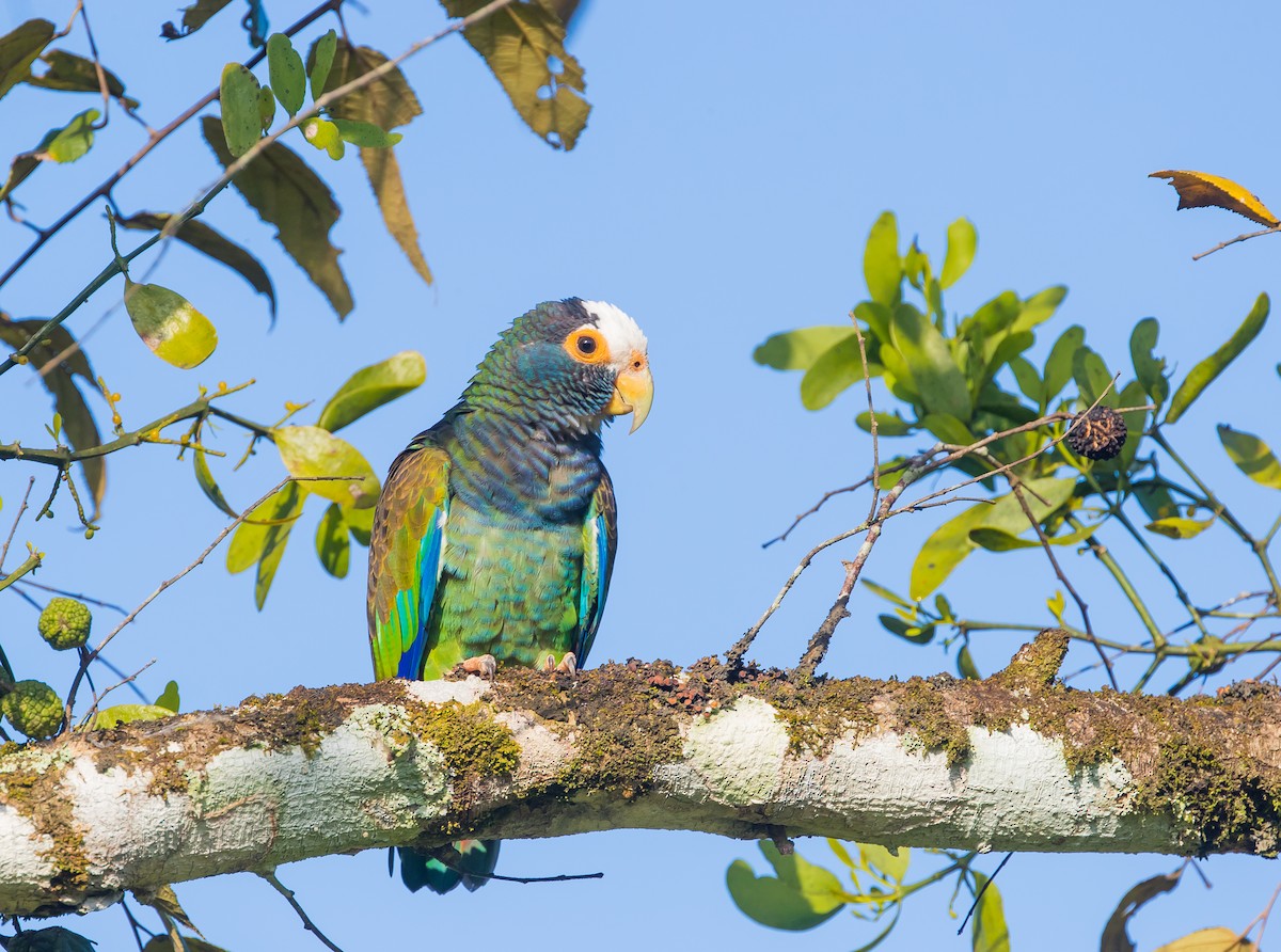 White-crowned Parrot - ML102883111